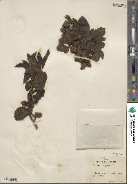 Rhamnus alpina image