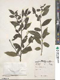 Rhamnus prinoides image