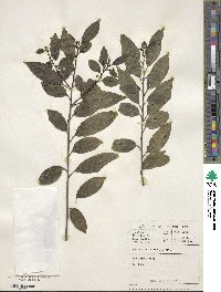 Rhamnus prinoides image