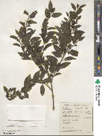 Rhamnus prinoides image