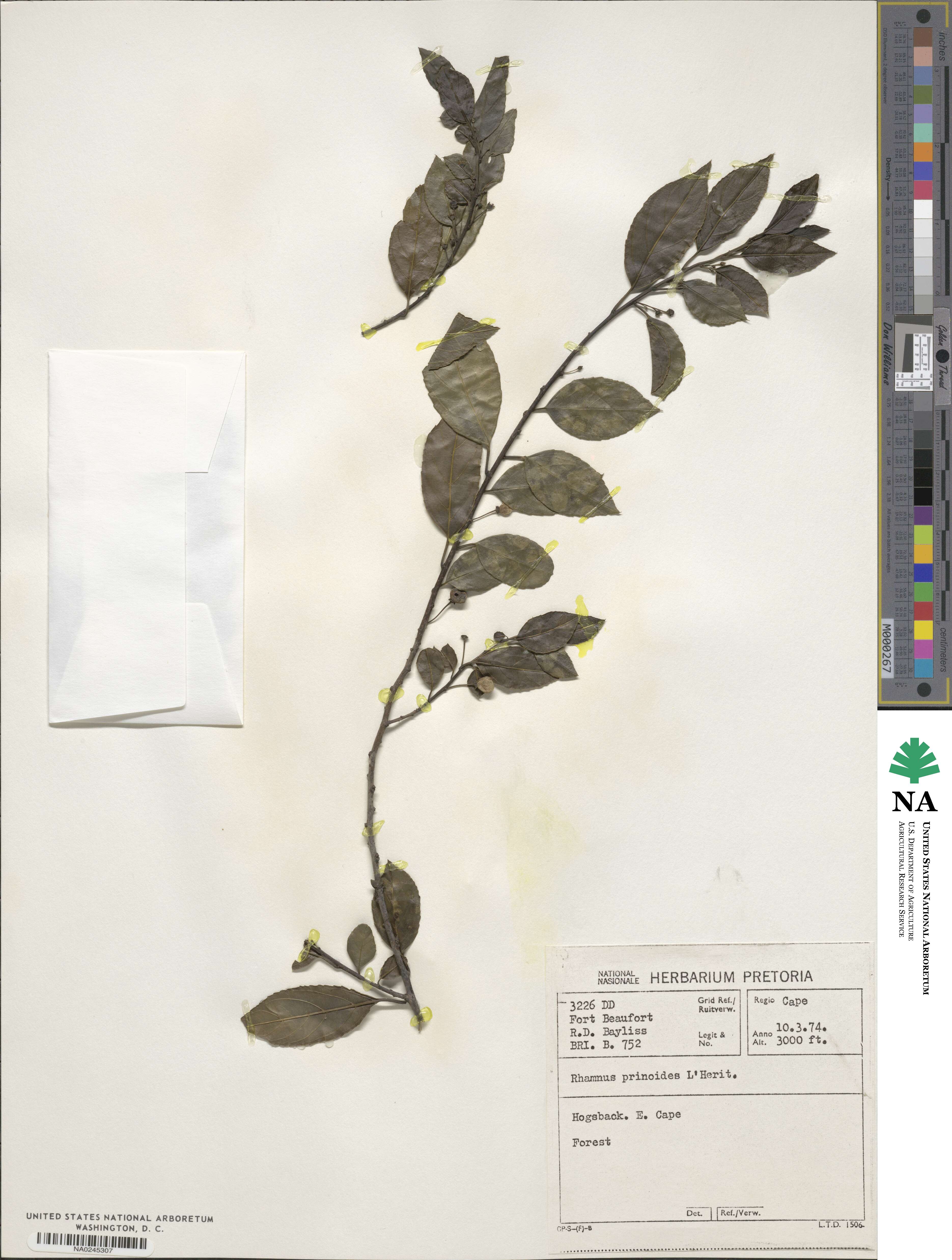 Rhamnus prinoides image