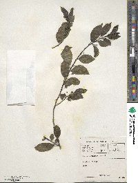 Rhamnus prinoides image