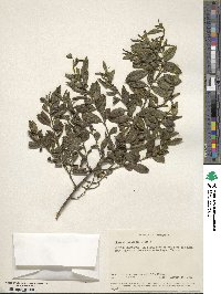 Rhamnus prinoides image