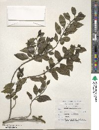 Rhamnus prinoides image