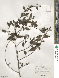 Rhamnus prinoides image