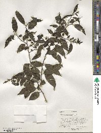 Rhamnus prinoides image