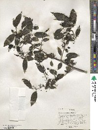 Rhamnus prinoides image