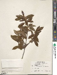 Rhamnus alaternus image