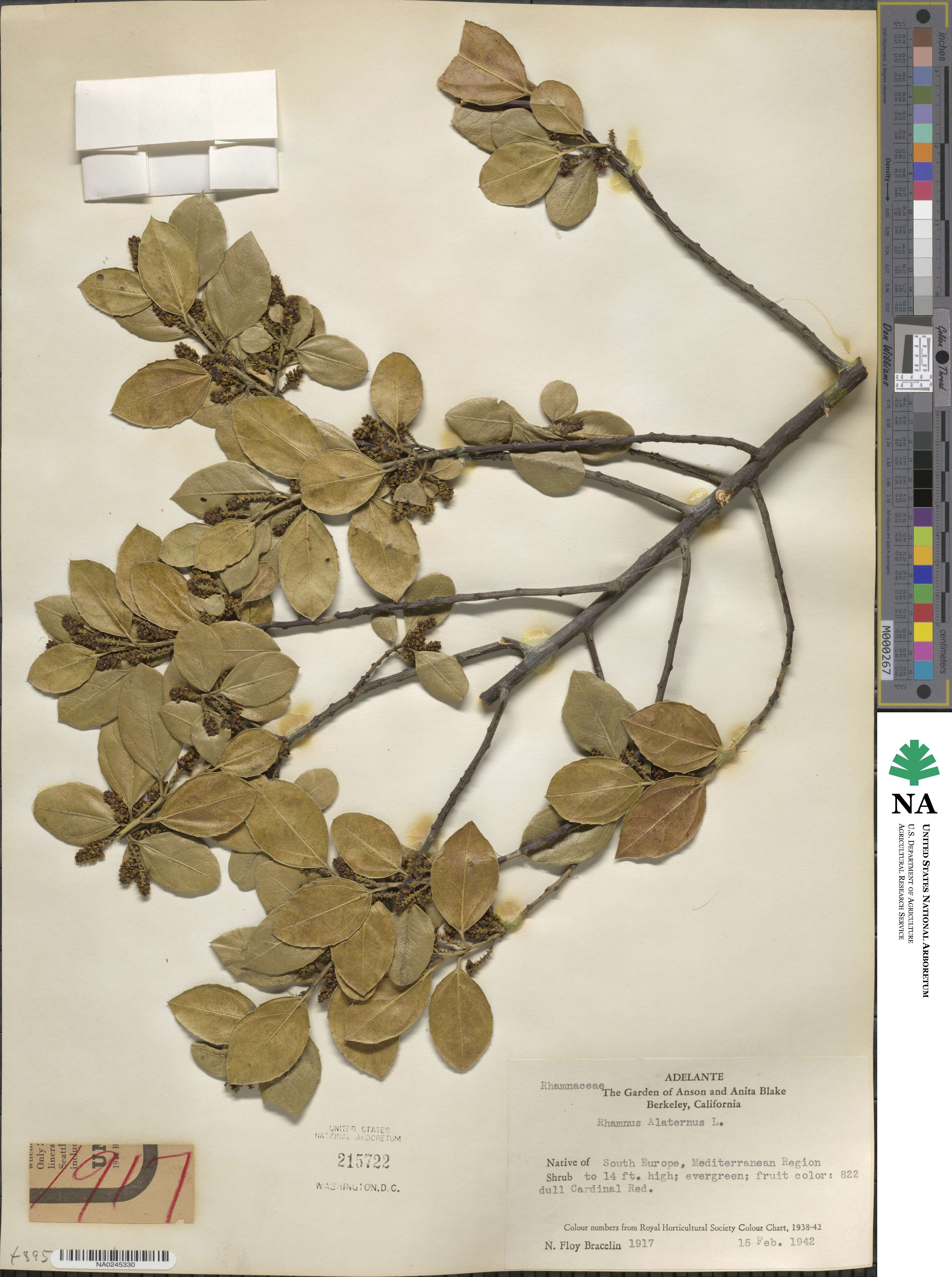 Rhamnus alaternus image