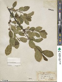 Rhamnus alnifolia image