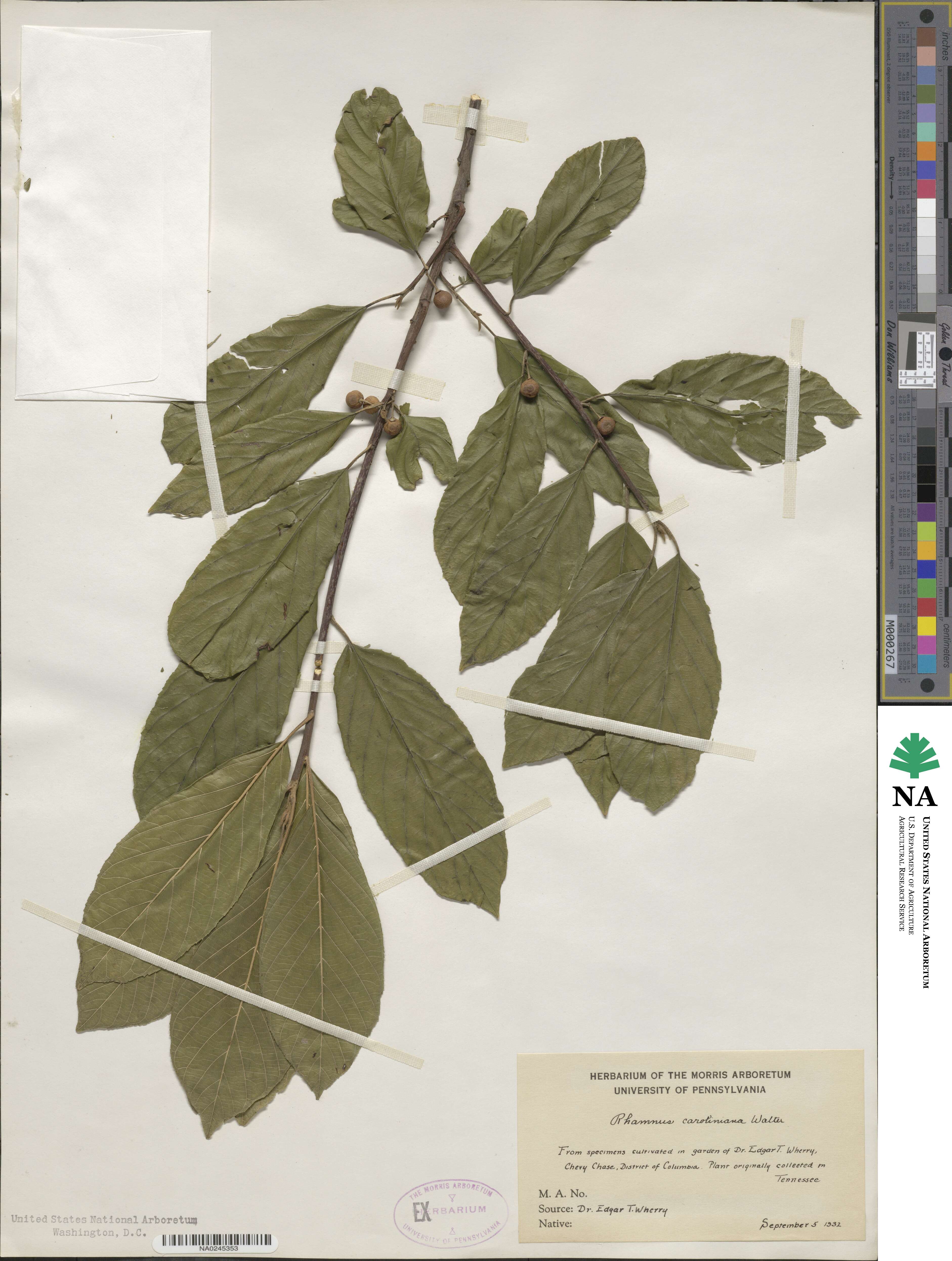 Frangula caroliniana image