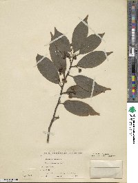 Rhamnus crenata image
