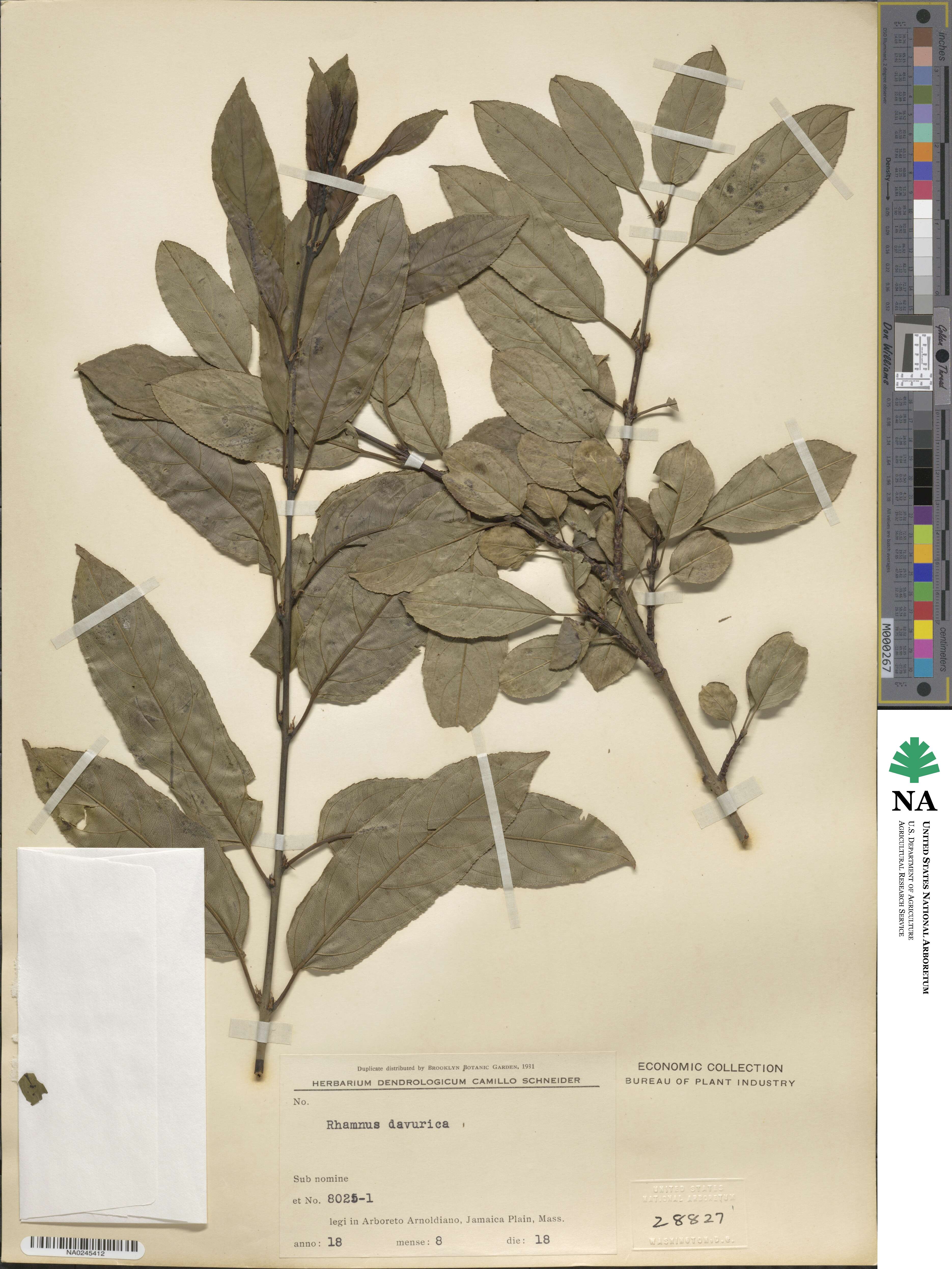 Rhamnus dahurica image