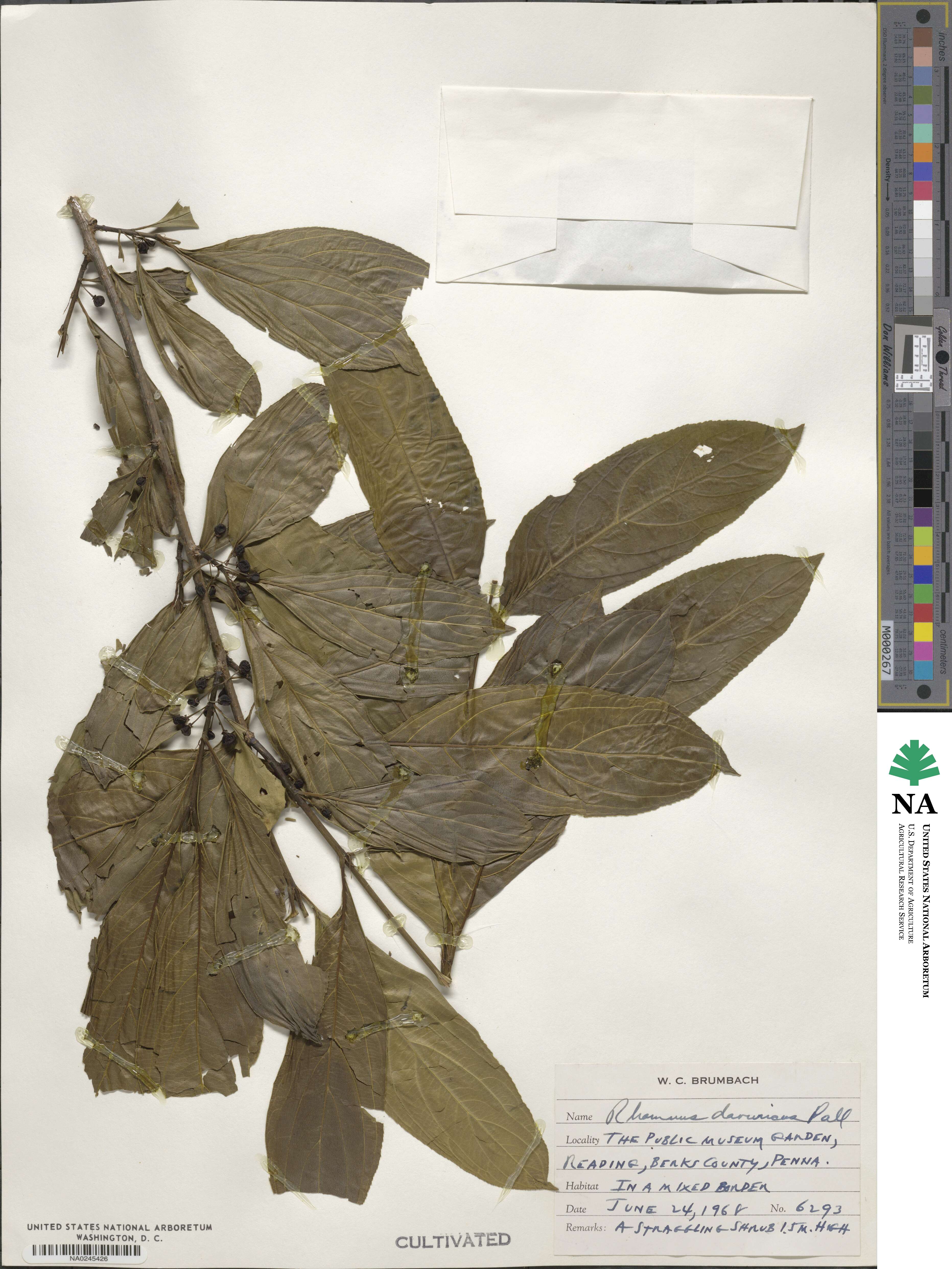 Rhamnus dahurica image