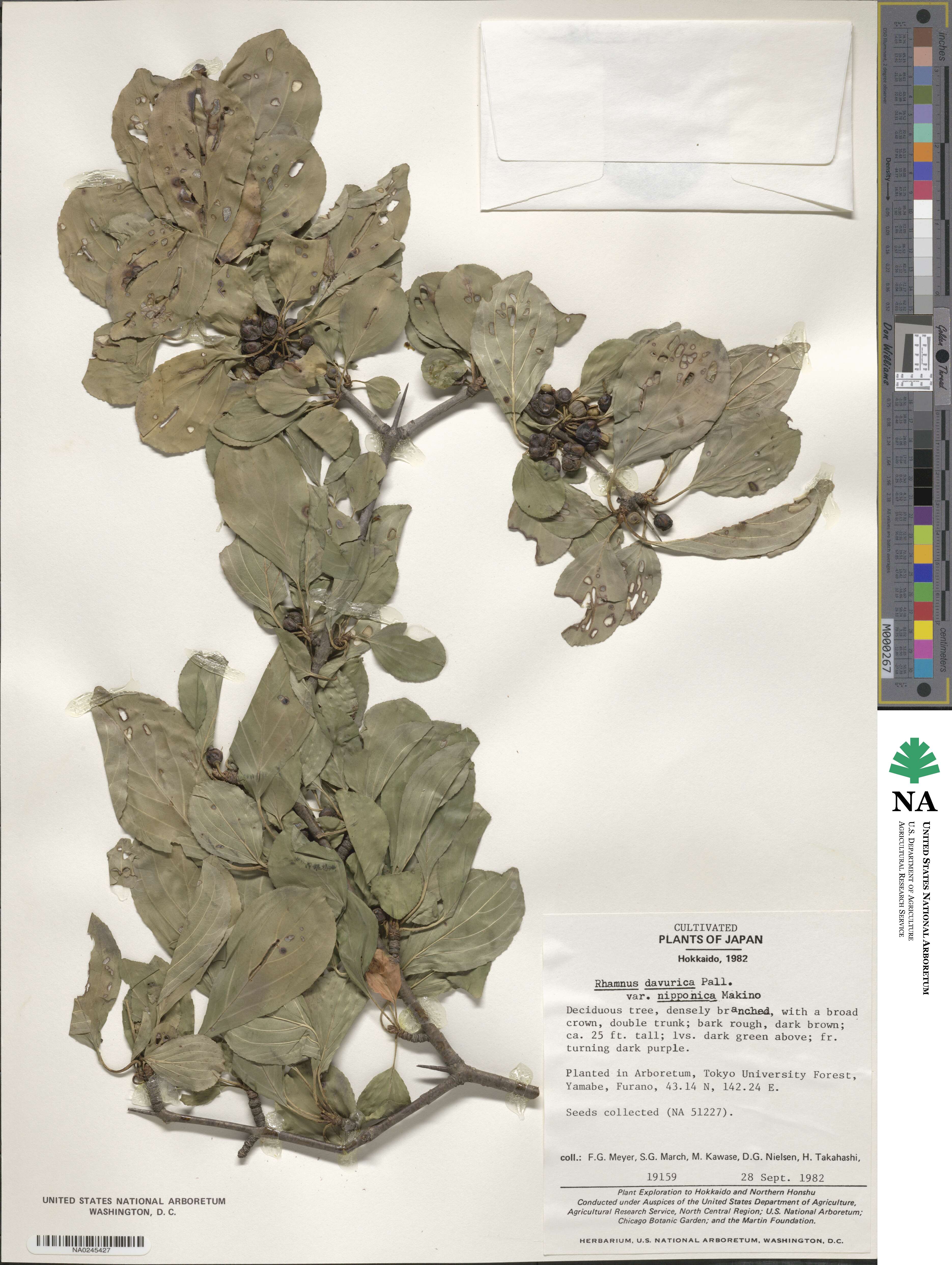 Rhamnus davurica var. nipponica image