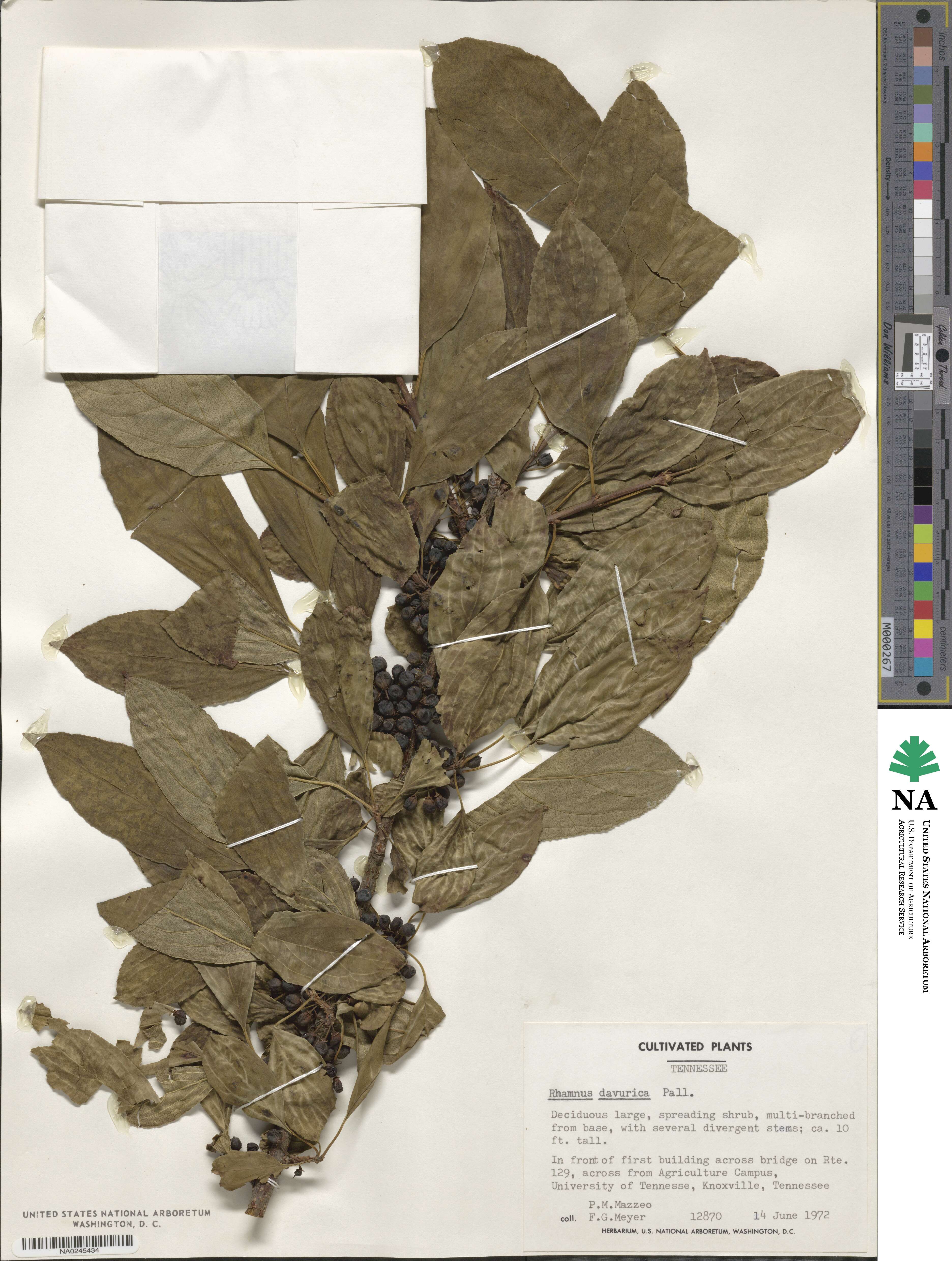Rhamnus davurica image