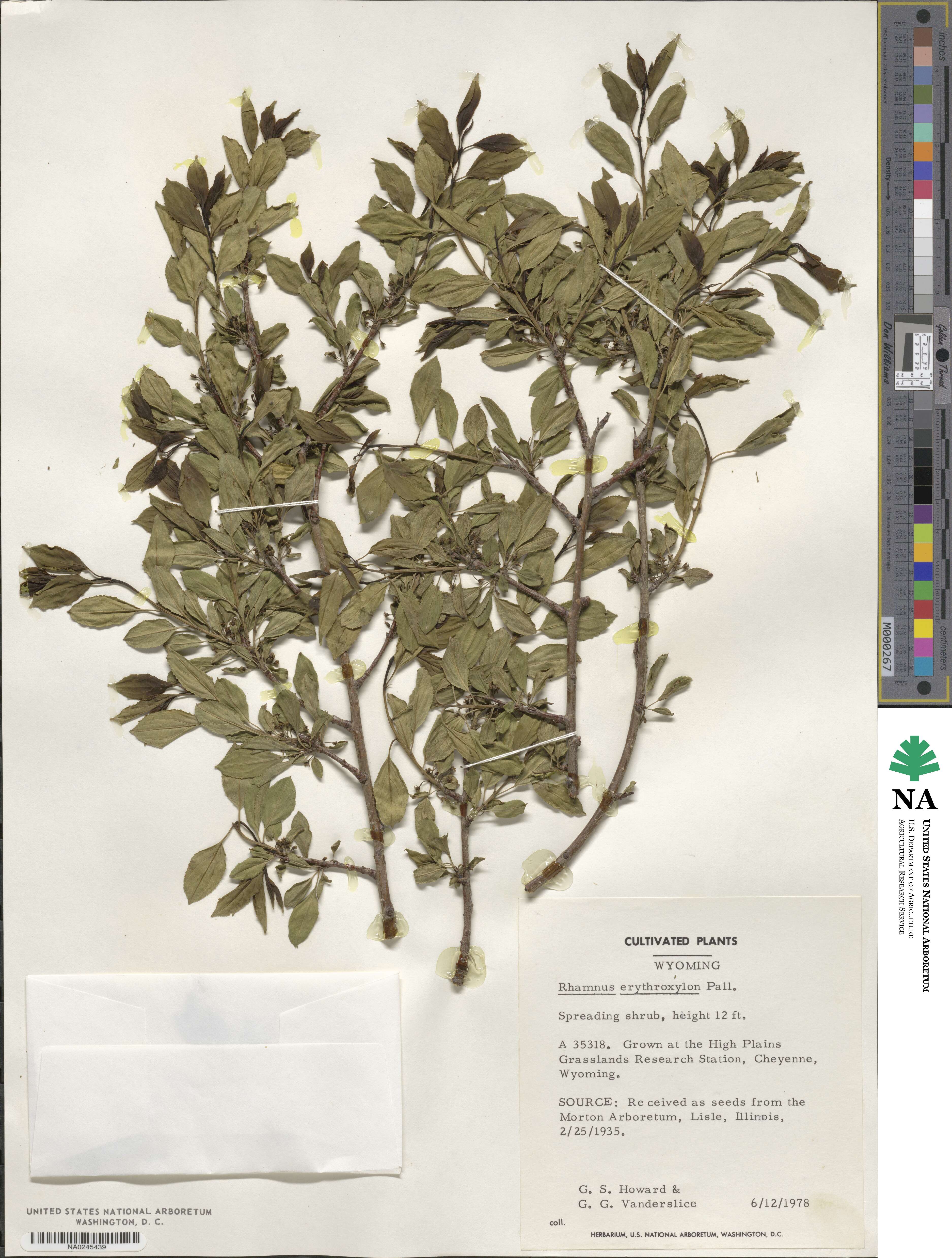 Rhamnus erythroxylon image