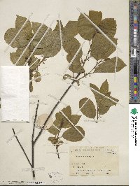 Frangula alnus subsp. alnus image