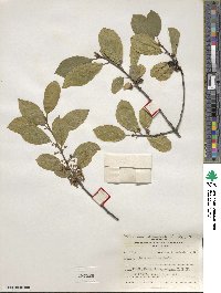 Frangula alnus subsp. alnus image
