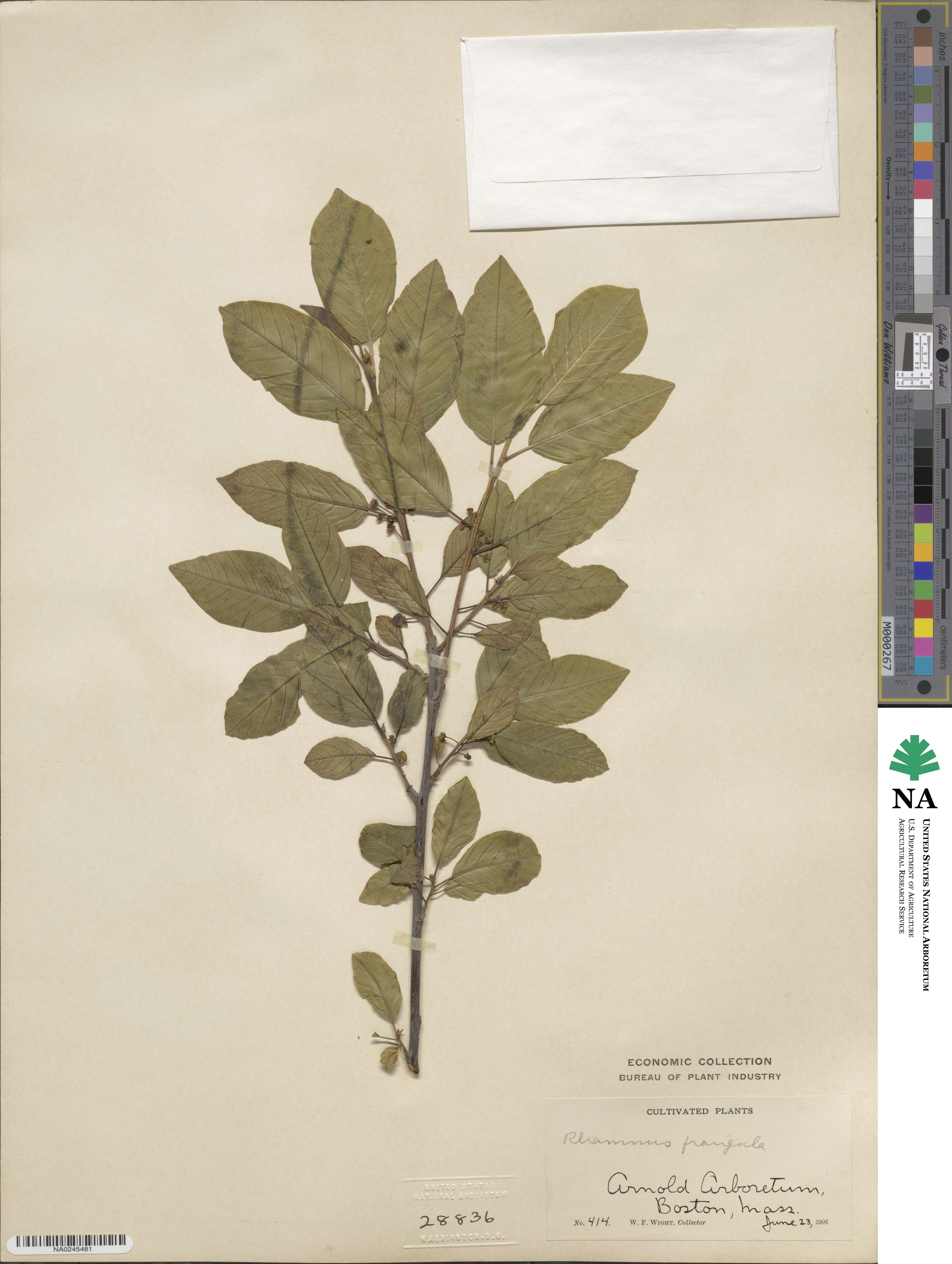 Frangula alnus image