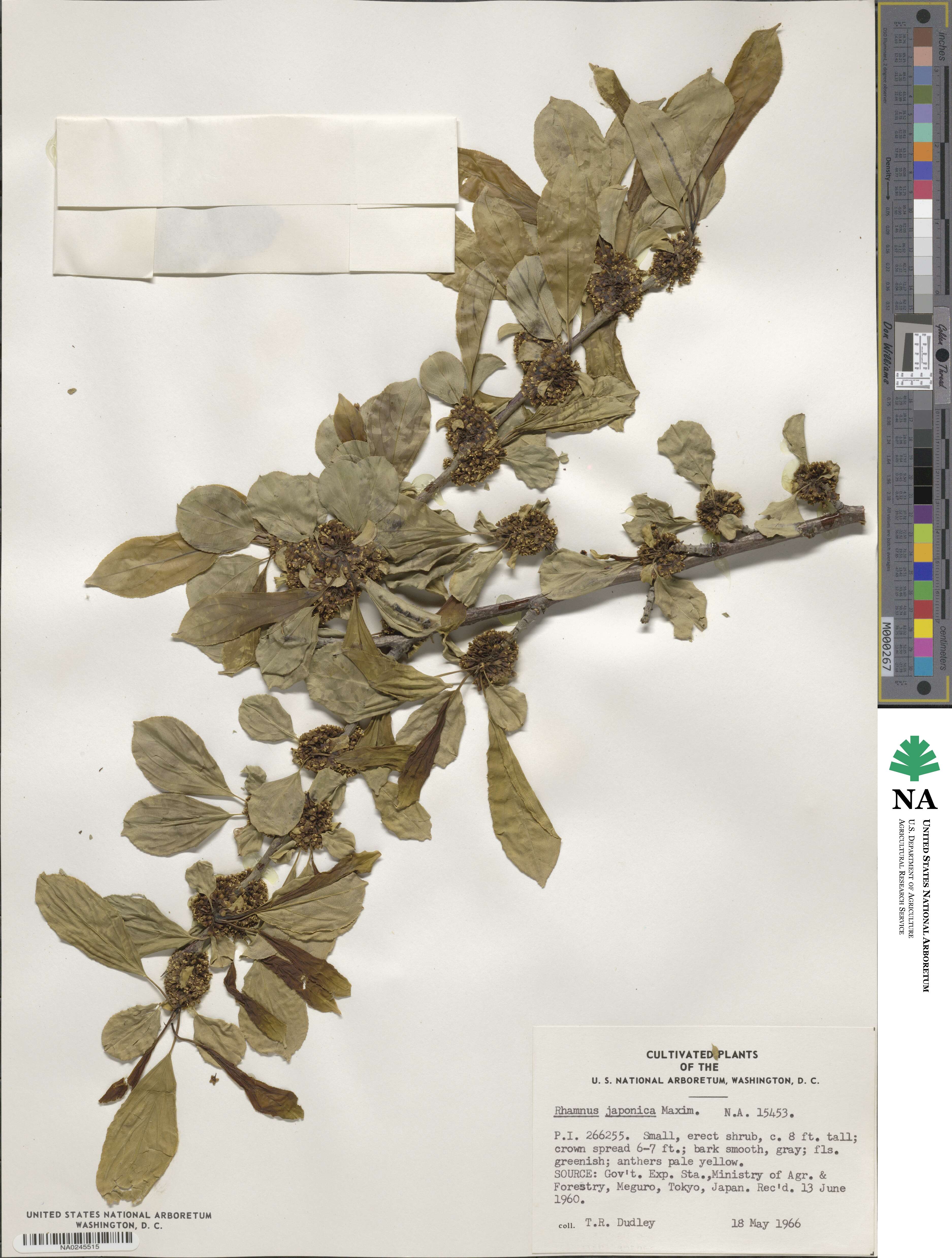 Rhamnus japonica image