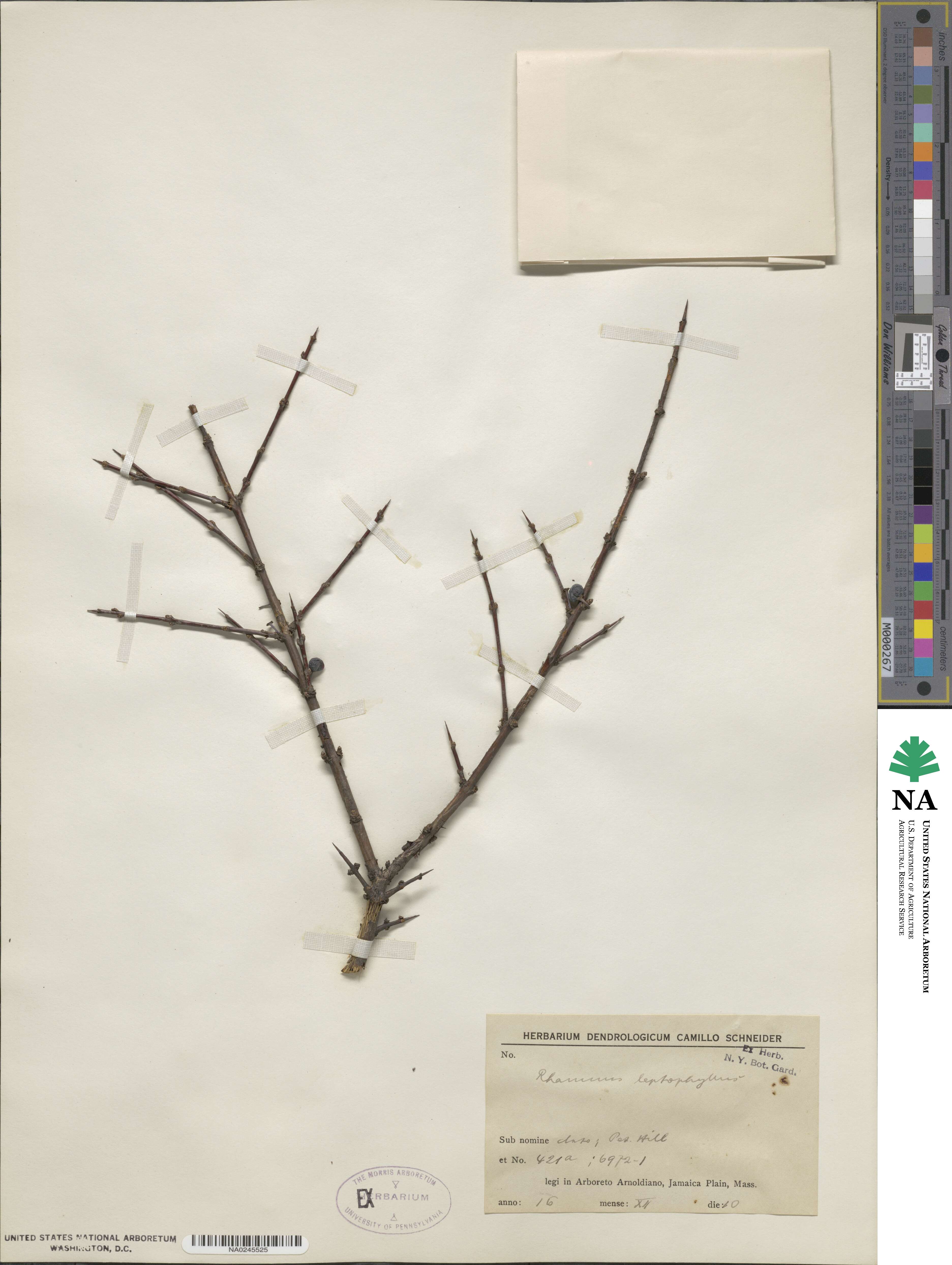 Rhamnus leptophylla image