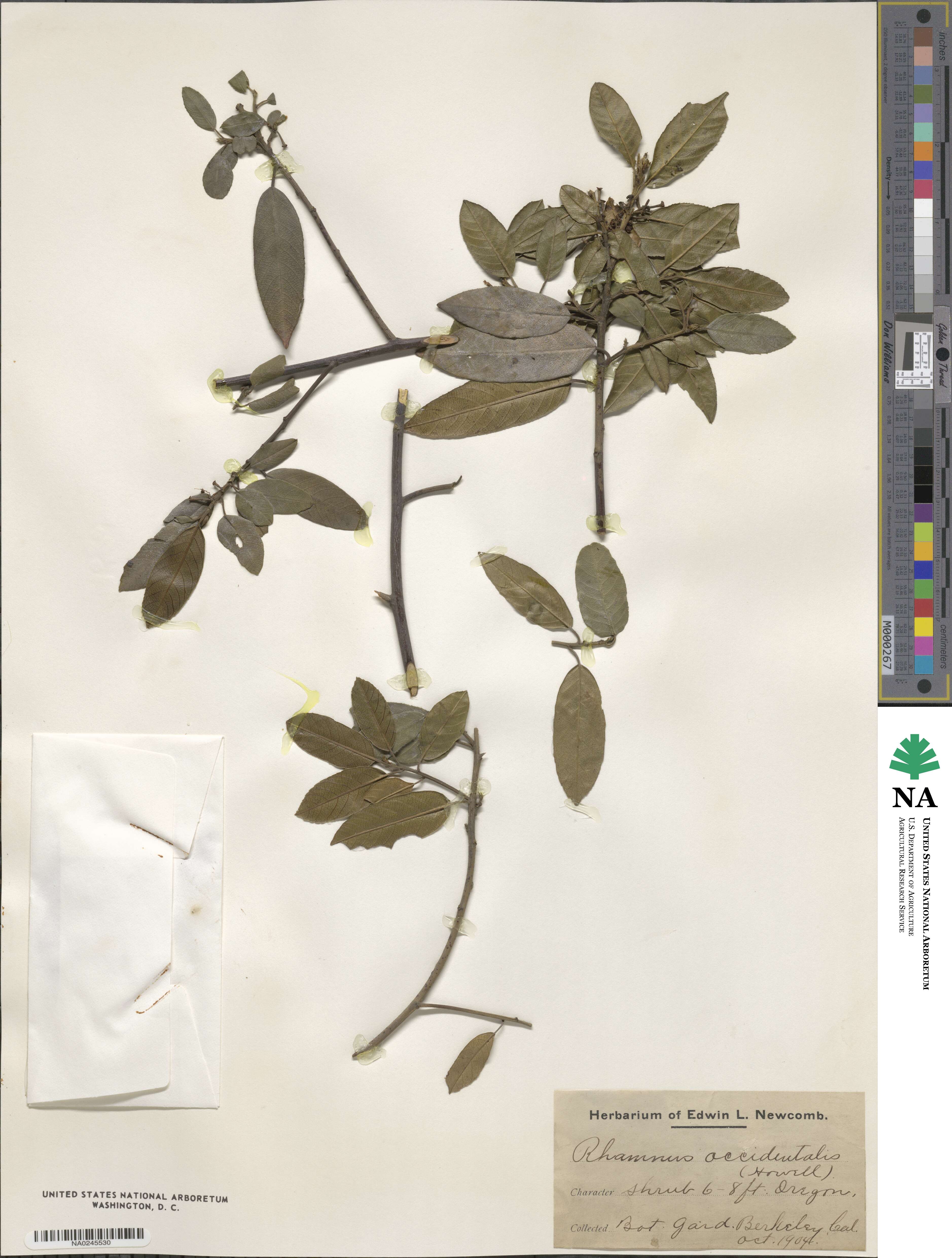 Frangula californica subsp. occidentalis image