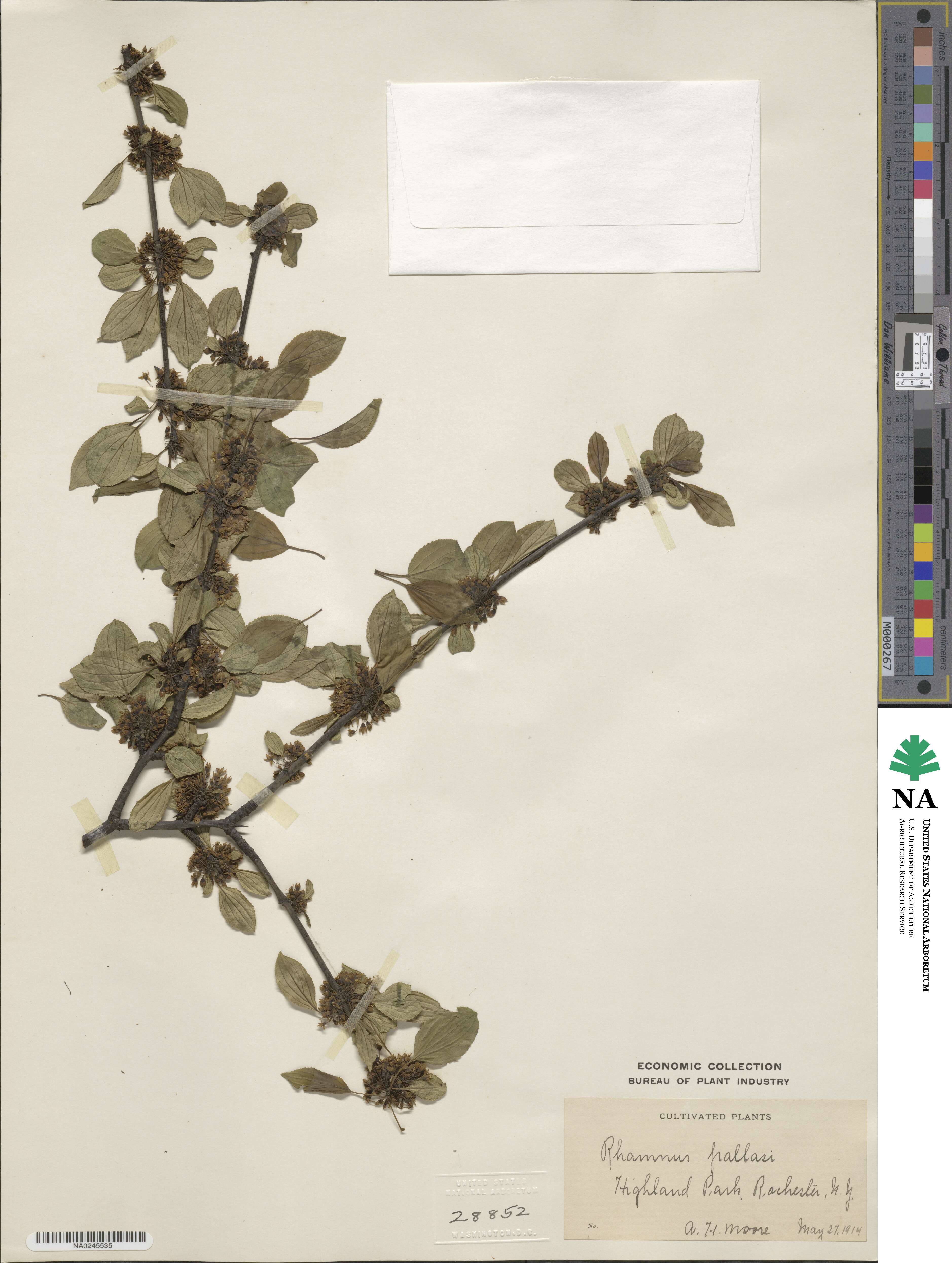 Rhamnus pallasii image