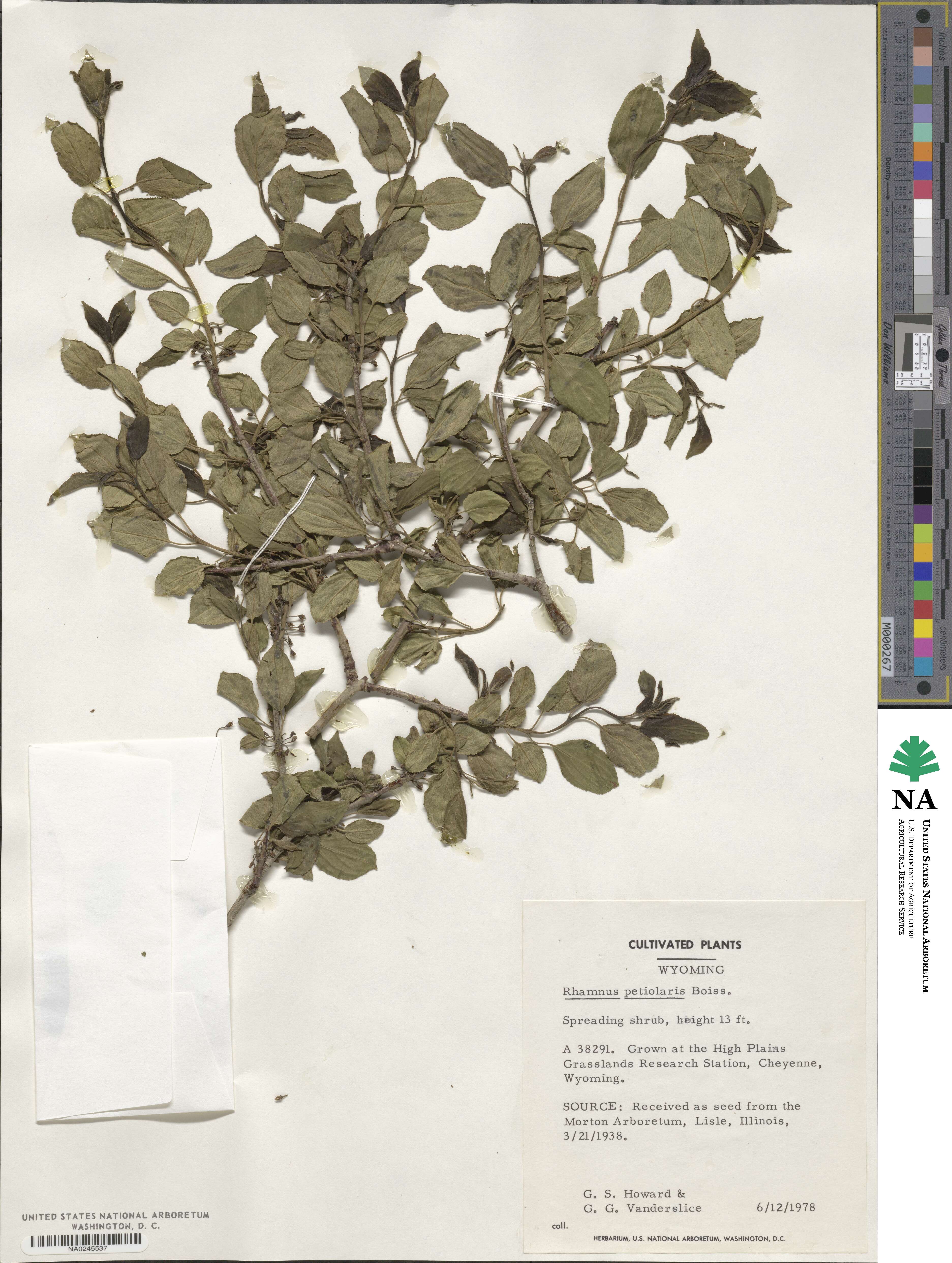 Rhamnus petiolaris image