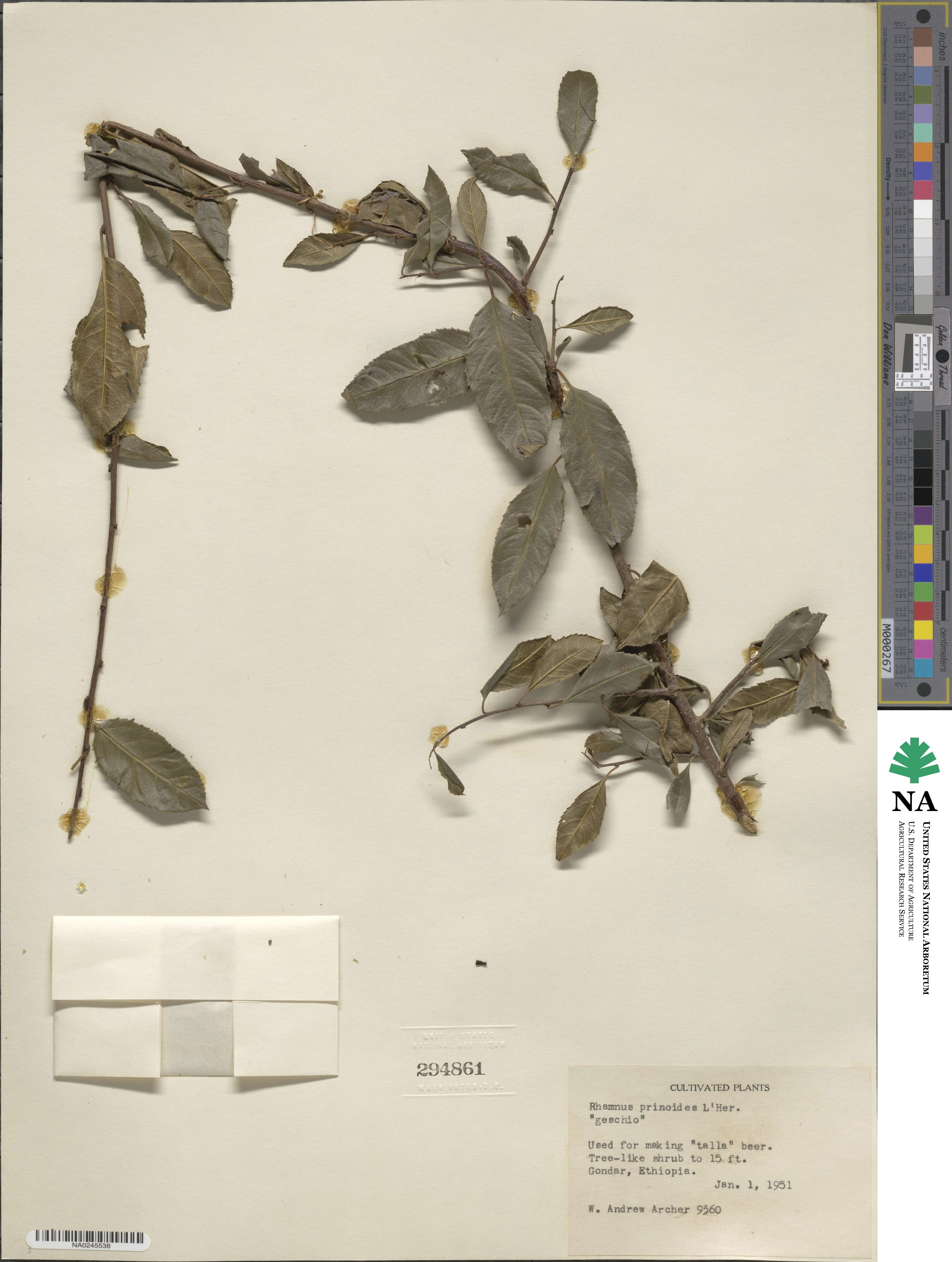 Rhamnus prinoides image