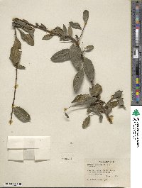 Rhamnus prinoides image