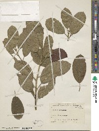 Frangula purshiana image