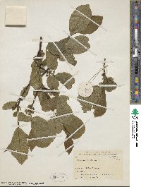Frangula purshiana image