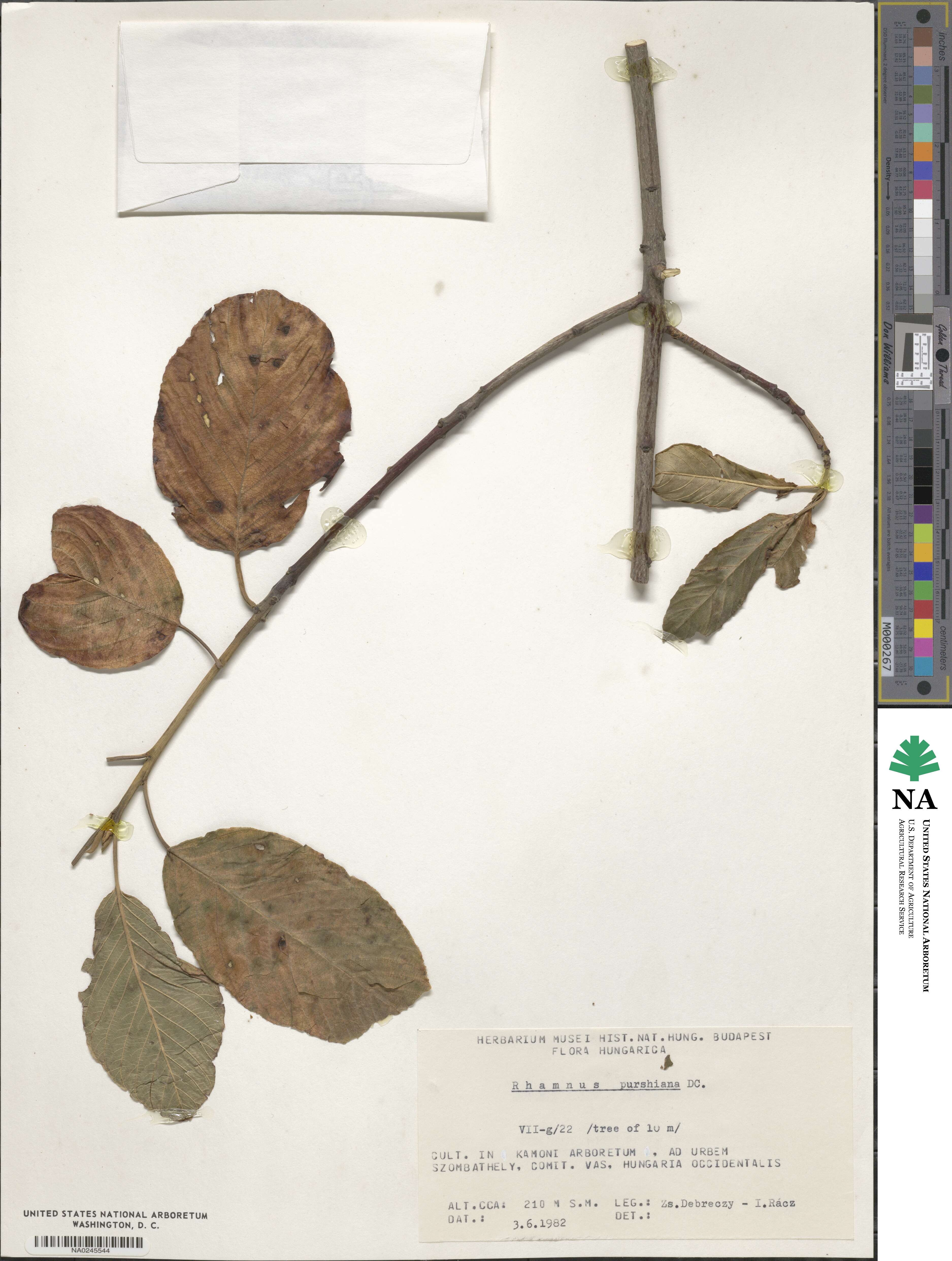 Frangula purshiana image