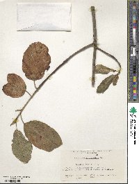 Frangula purshiana subsp. purshiana image