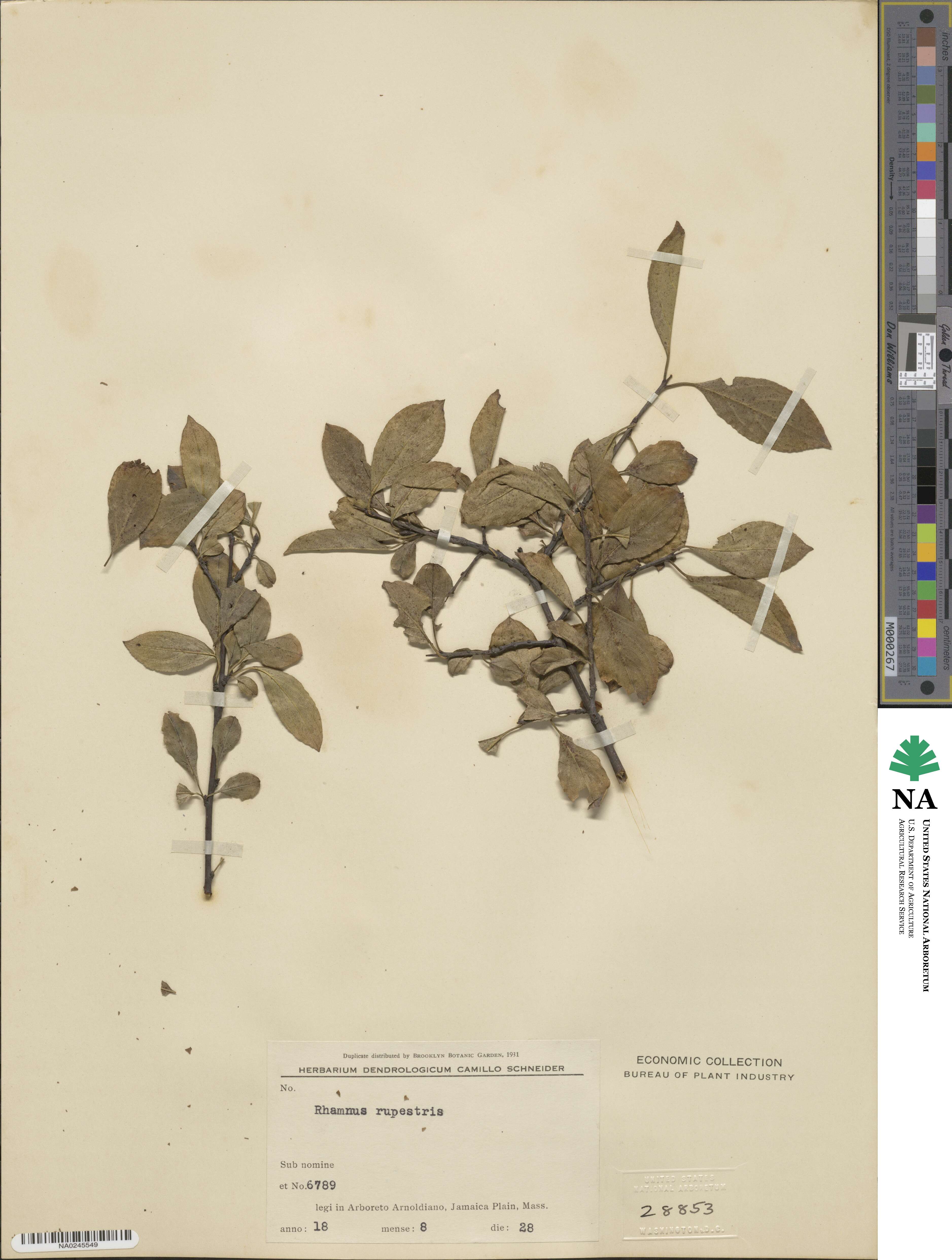 Rhamnus rupestris image