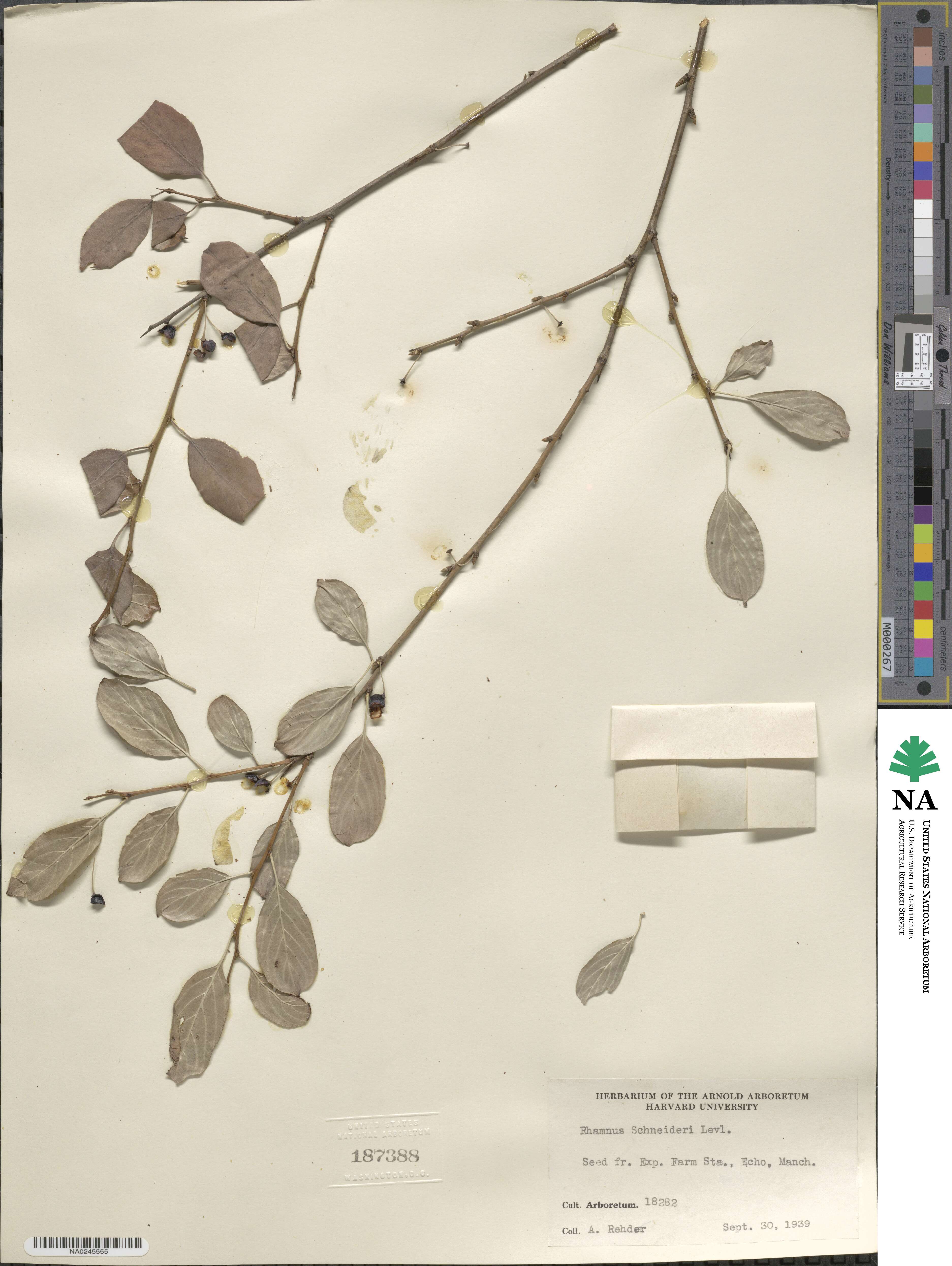 Rhamnus schneideri image
