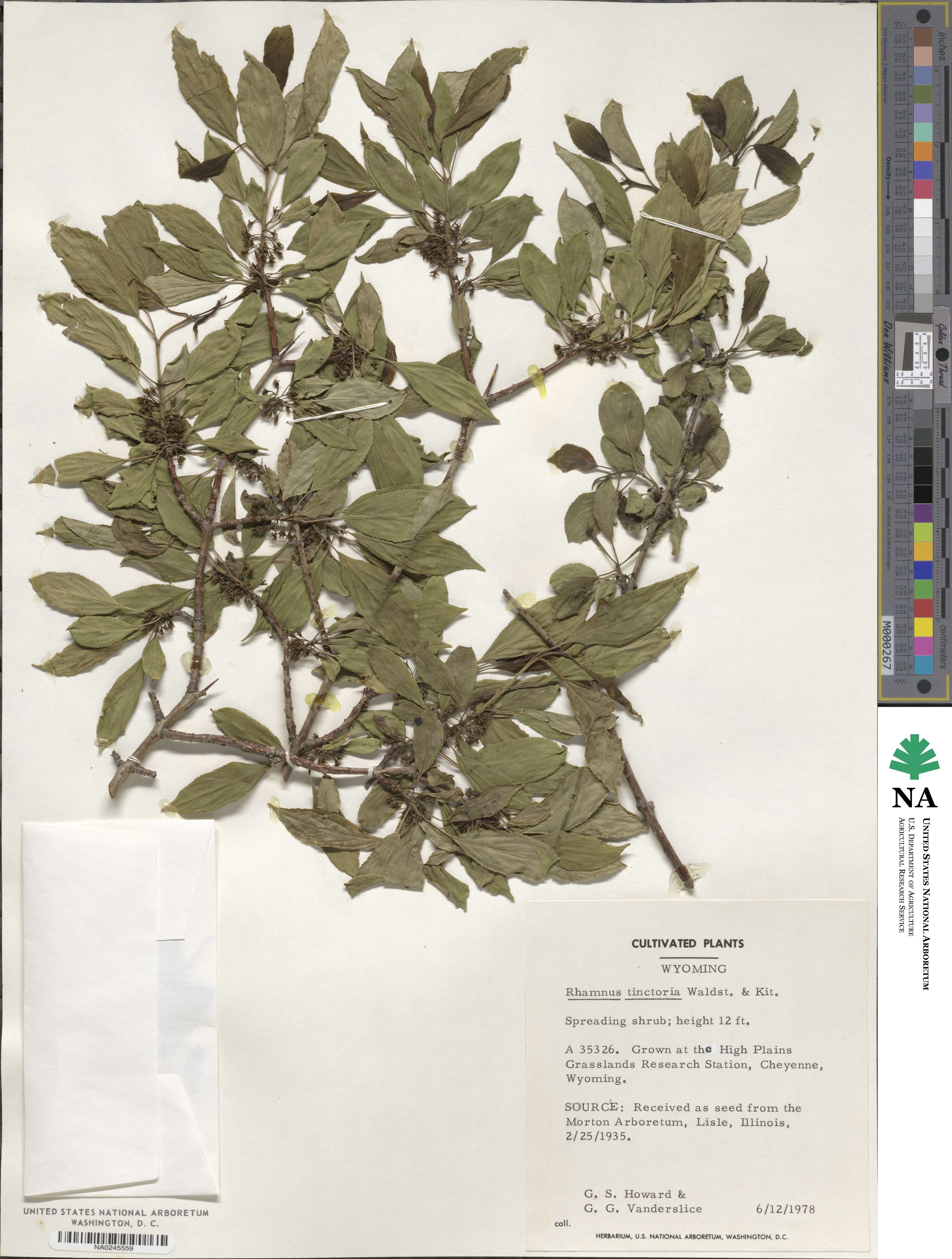 Rhamnus tinctoria image