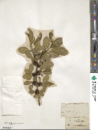 Rhamnus utilis image