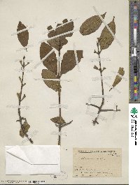 Rhamnus utilis image