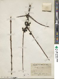 Rhamnus utilis image