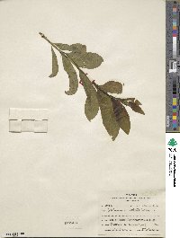 Rhamnus utilis image
