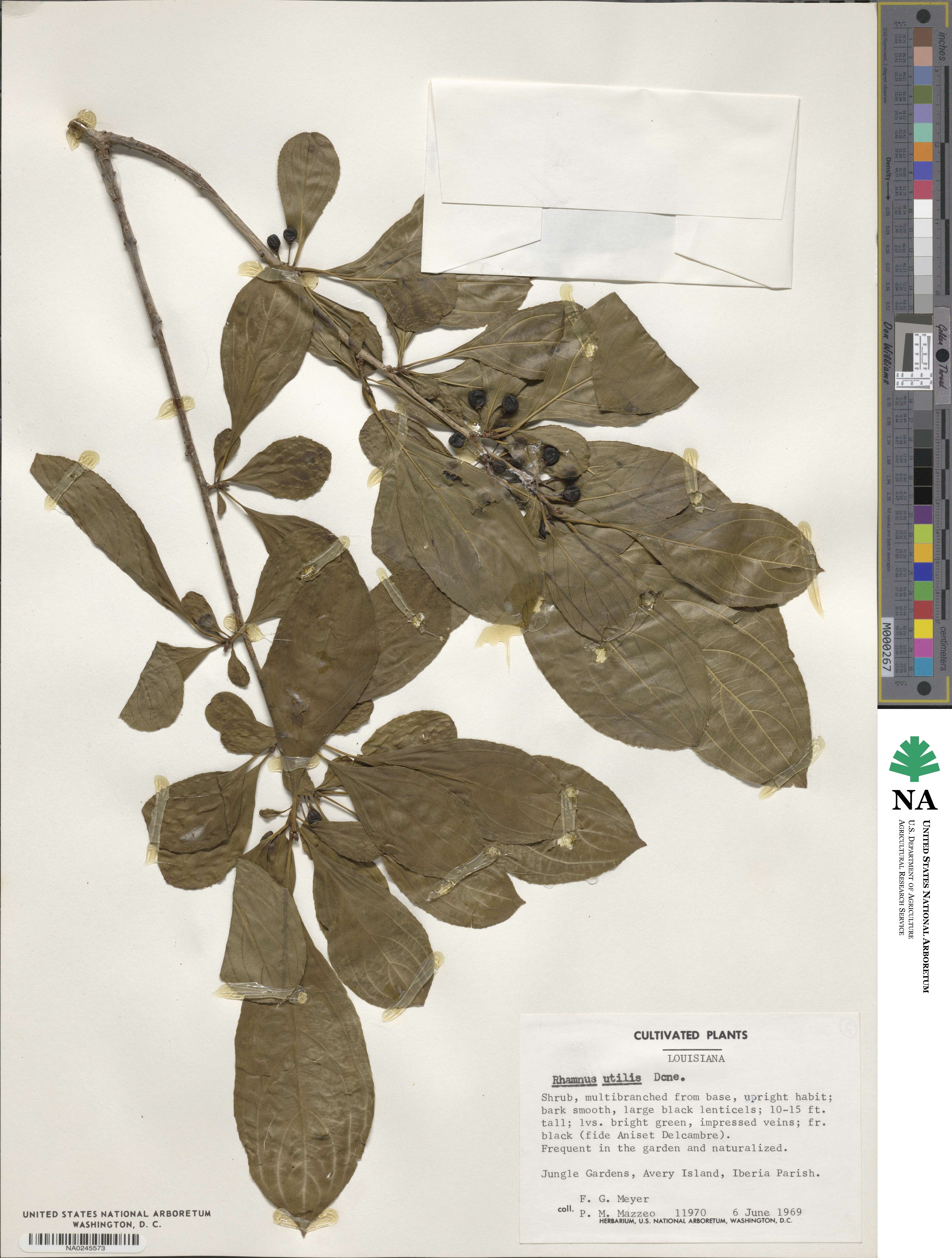 Rhamnus utilis image