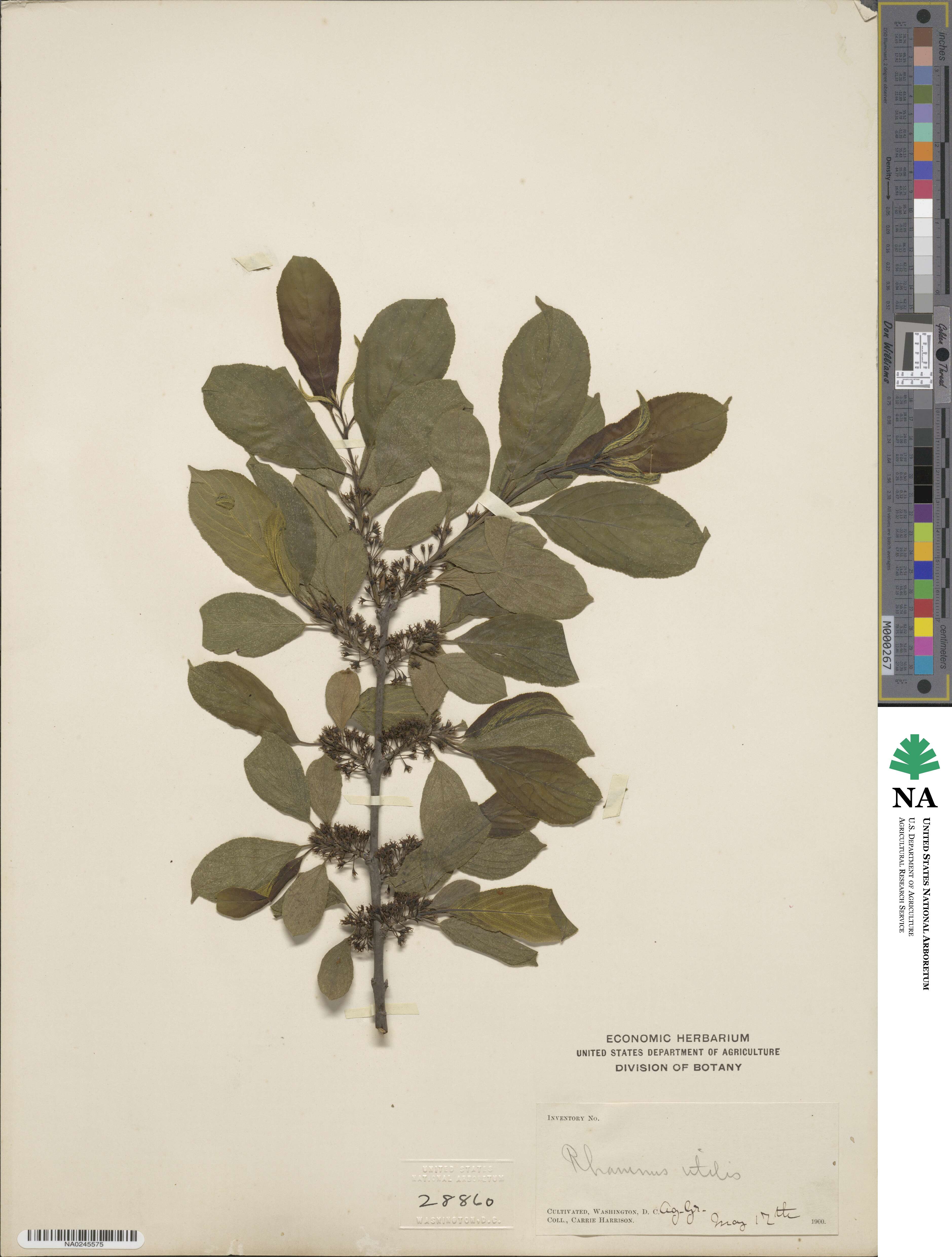 Rhamnus utilis image