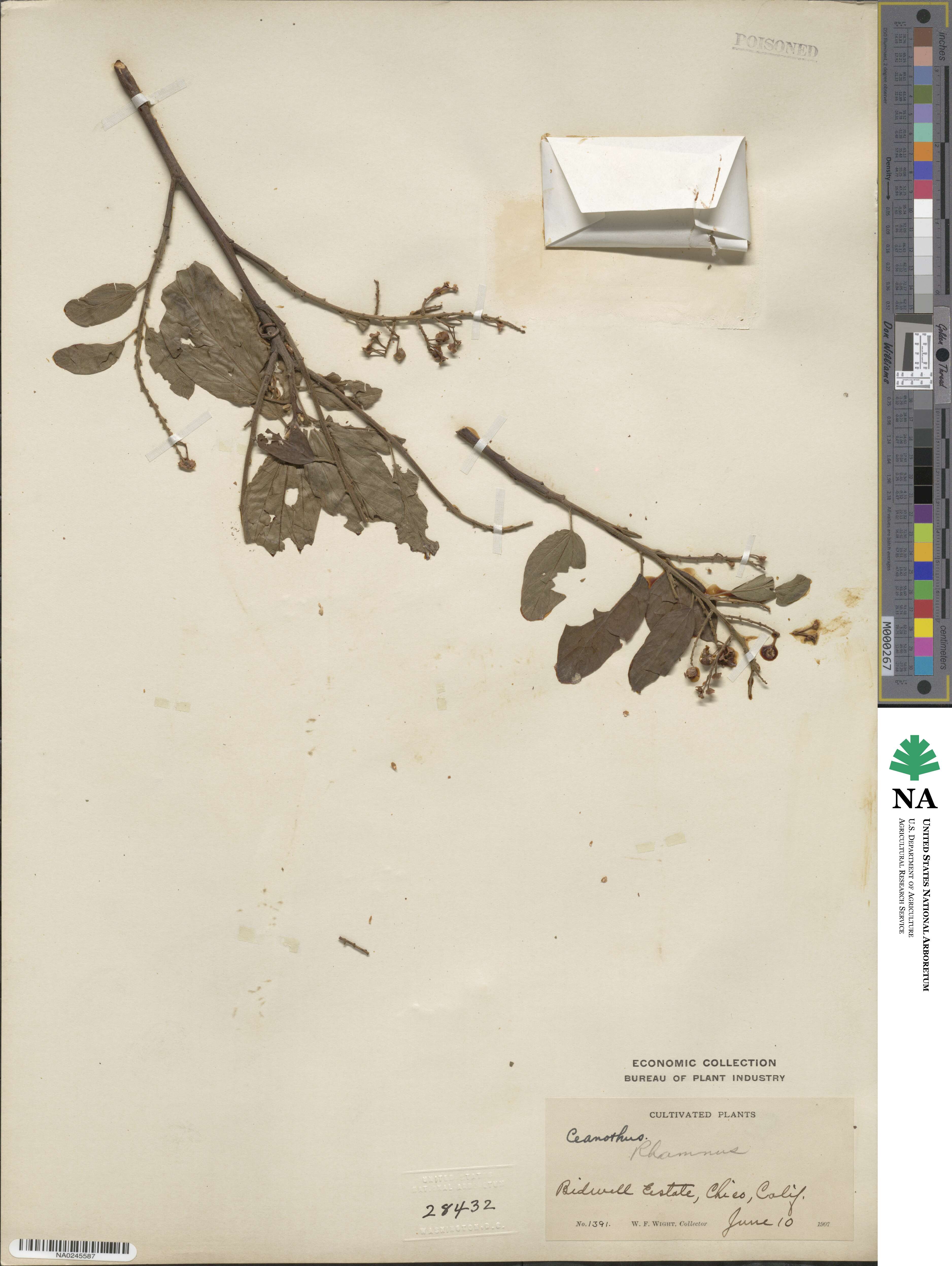 Krugiodendron image