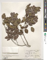 Krugiodendron ferreum image