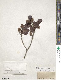 Krugiodendron ferreum image
