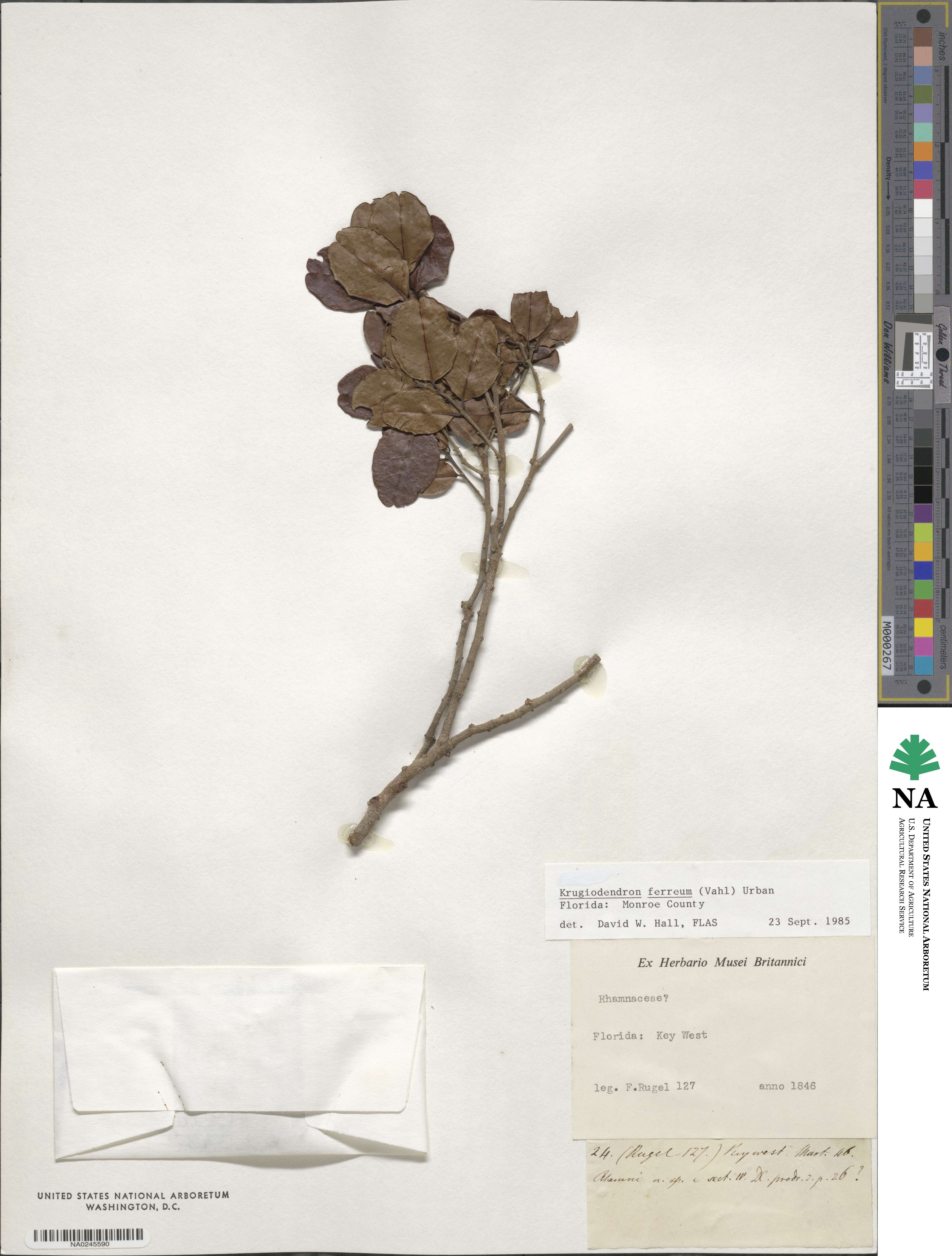 Krugiodendron ferreum image