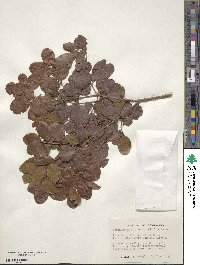 Krugiodendron ferreum image