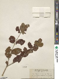 Krugiodendron ferreum image